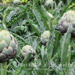 Growing Artichokes (And I need your advice!)
