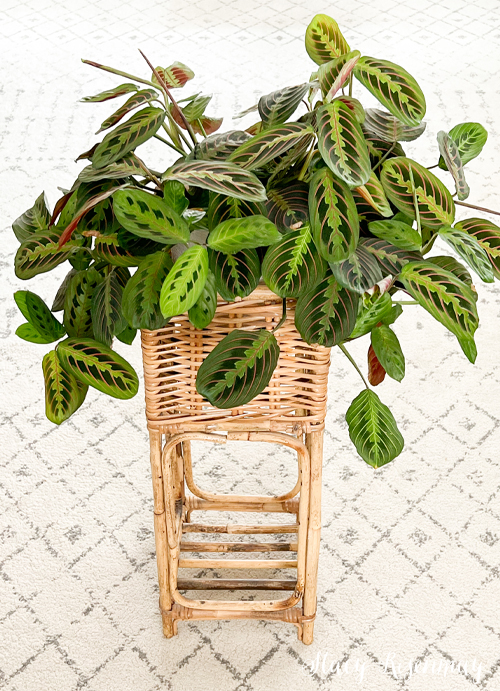 red maranta houseplant on wicker plant stand