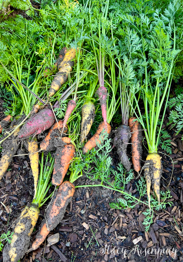 rainbow carrots fresh from the garden