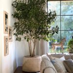 Crushing On: Large Indoor Trees