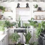 Houseplant Care For Beginners